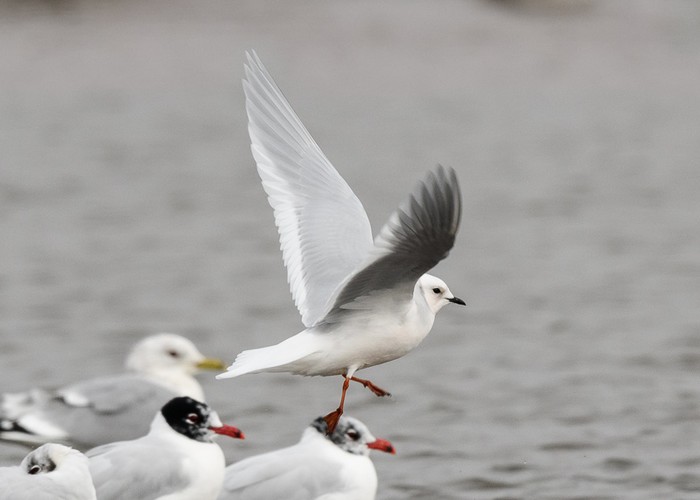 Ross's Gull