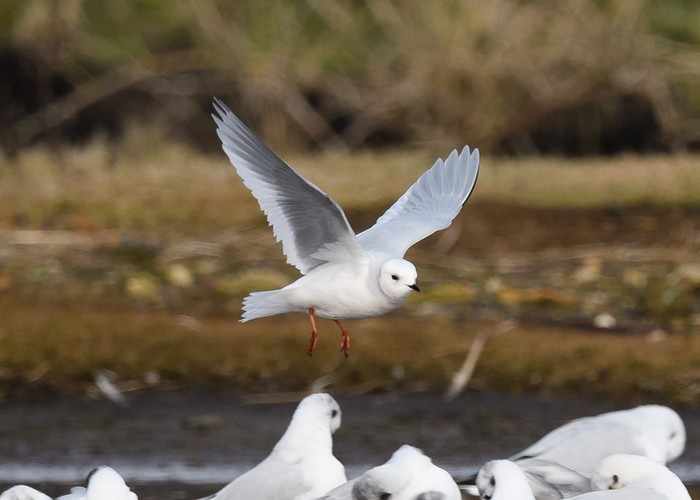 Ross's Gull