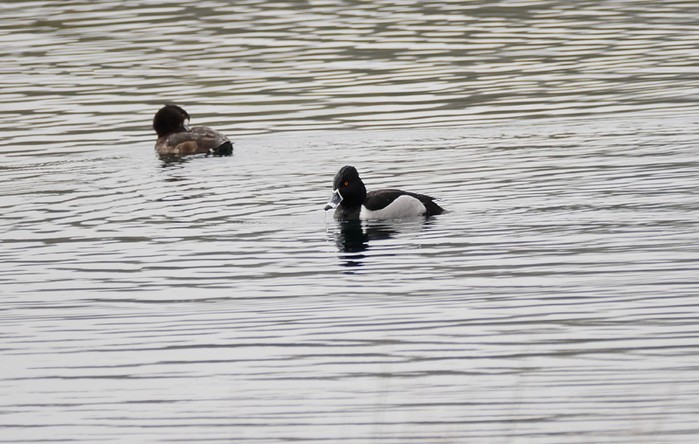 Ring-necked Duck