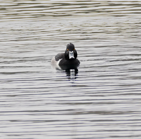 Ring-necked Duck