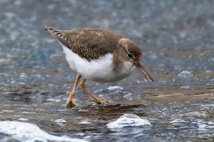Spotted Sandpiper