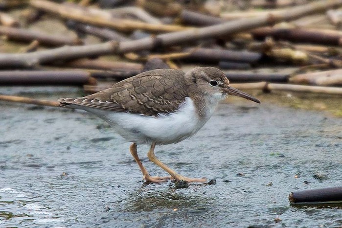Spotted Sandpiper