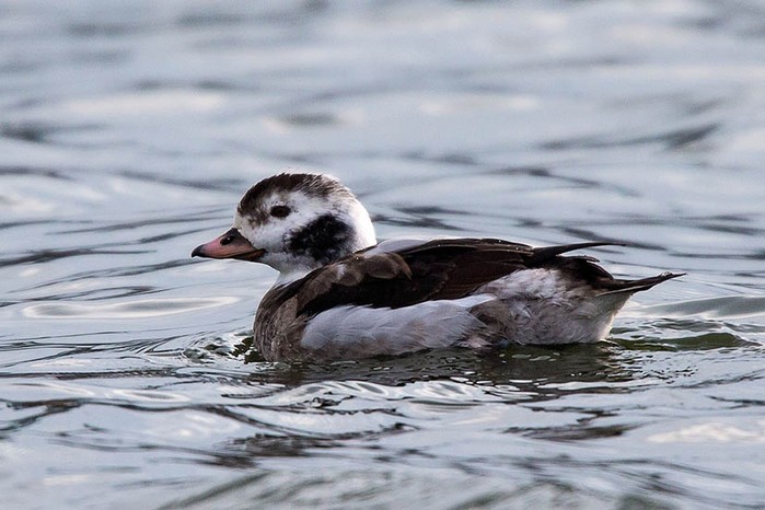 Long-tailed Duck