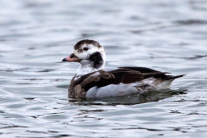 Long-tailed Duck