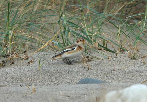Snow Bunting