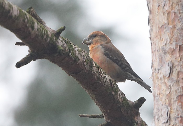 Parrot Crossbill