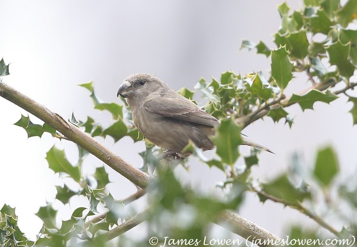 Parrot Crossbill