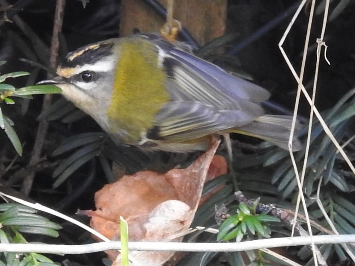 Firecrest