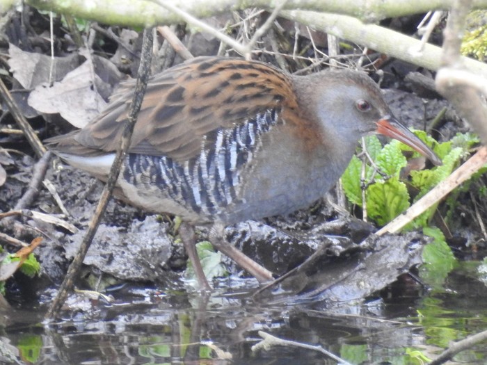 Water Rail