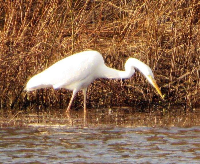 Great White Egret