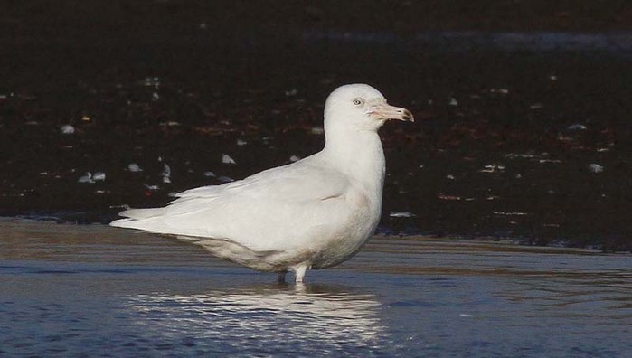 Glaucous Gull