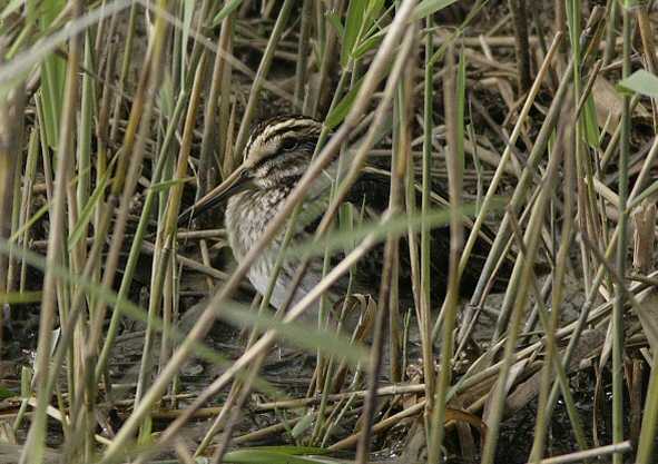 Jack Snipe