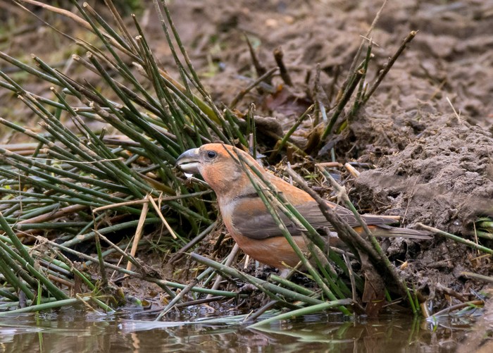 Parrot Crossbill