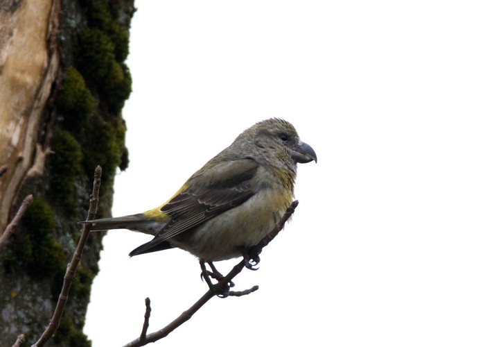 Parrot Crossbill