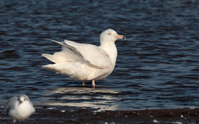 Glaucous Gull
