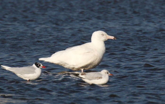 Glaucous Gull