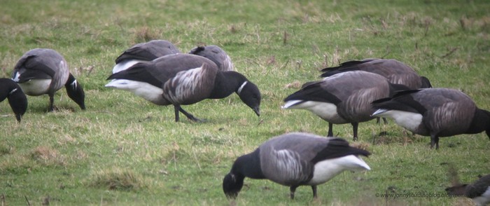 Black Brant hybrid