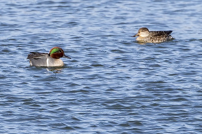 Green-winged Teal