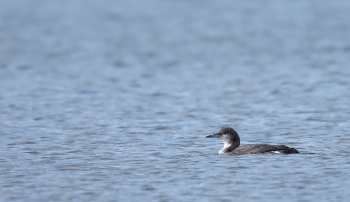 Black-throated Diver
