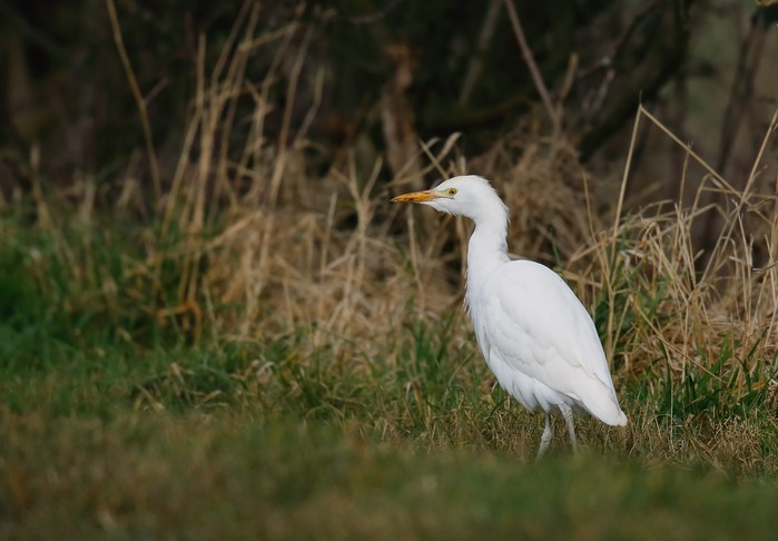 Cattle Egret