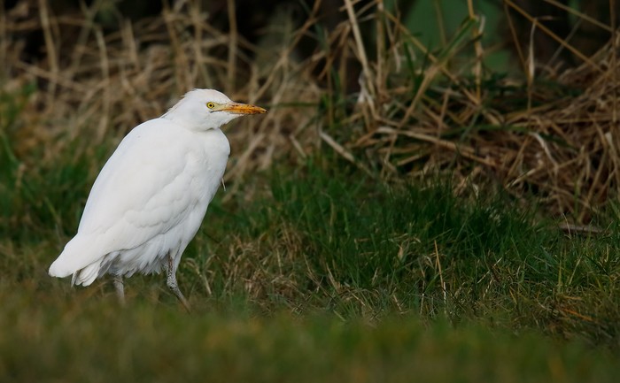 Cattle Egret