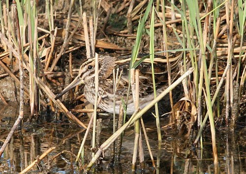 Jack Snipe