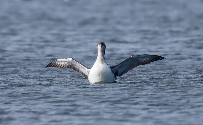 Black-throated Diver