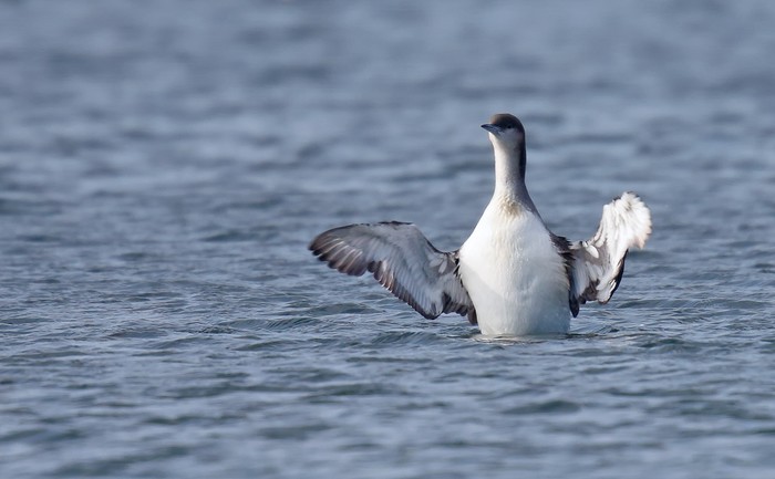 Black-throated Diver