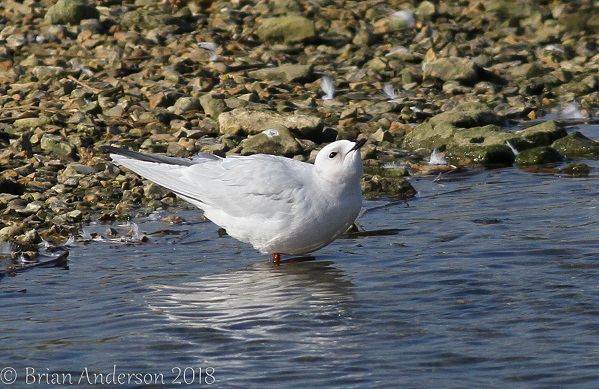 Ross's Gull
