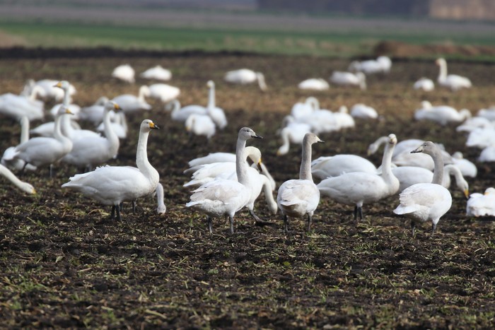 Whooper Swan