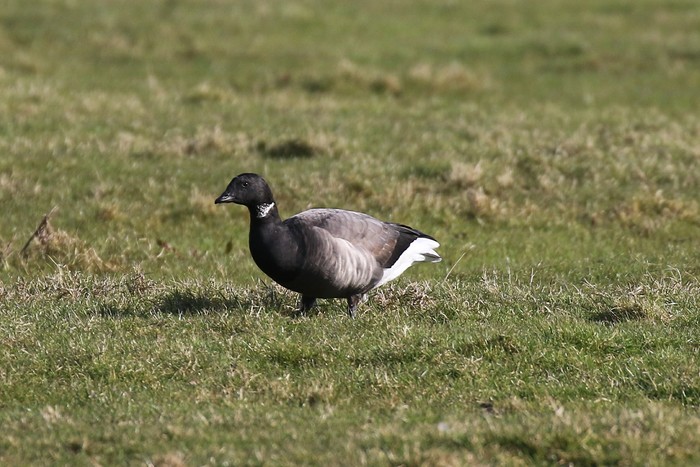 Dark-bellied Brent Goose