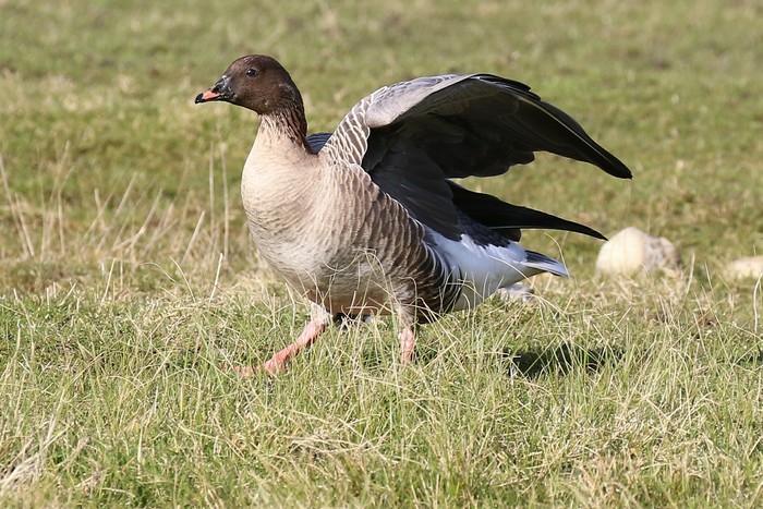 Pink-footed Goose