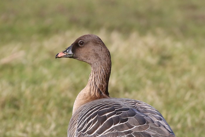 Pink-footed Goose
