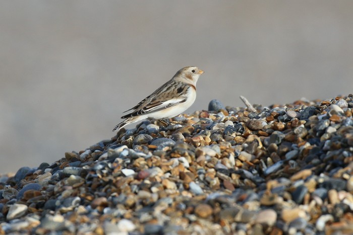 Snow Bunting