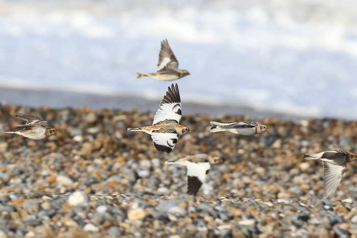 Snow Bunting