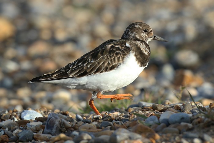 Turnstone