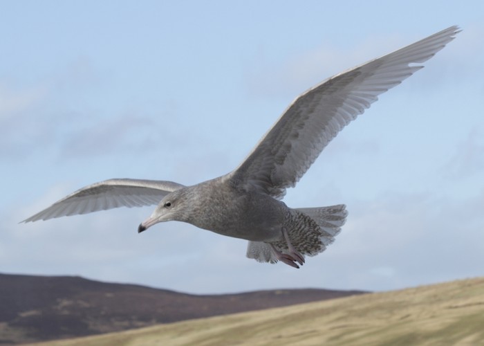 Glaucous Gull
