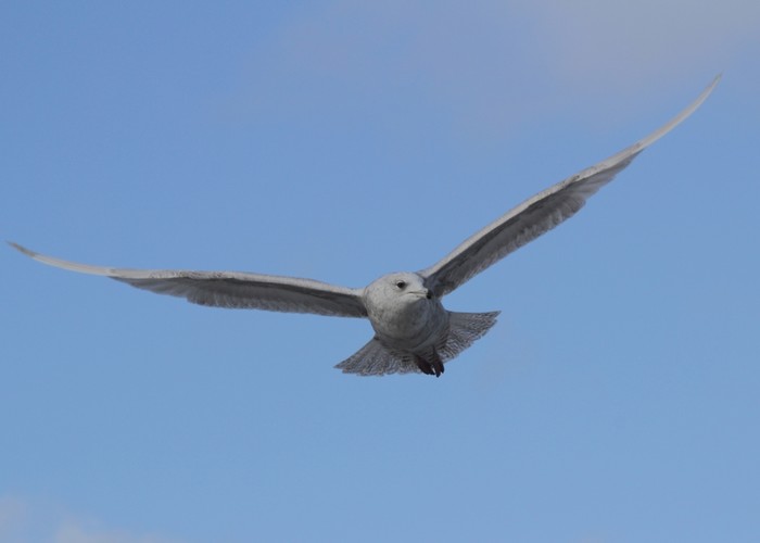 Iceland Gull