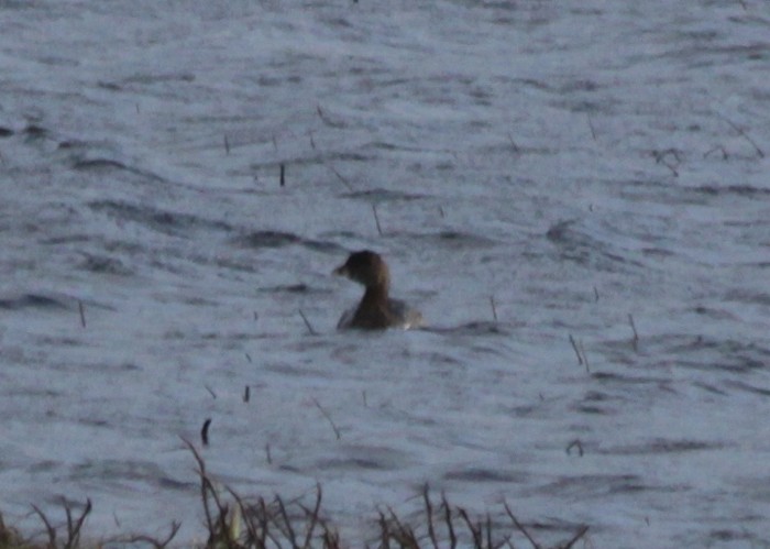 Pied-billed Grebe