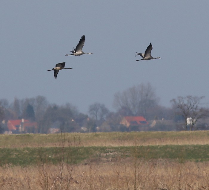 Common Crane