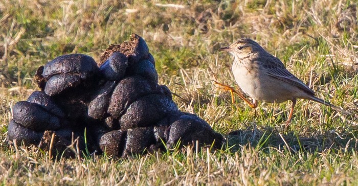 Richard's Pipit