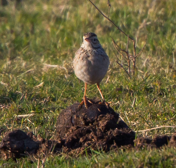 Richard's Pipit