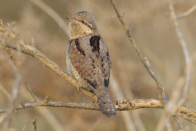 Wryneck