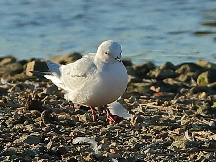 Ross's Gull