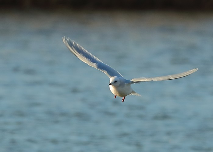 Ross's Gull