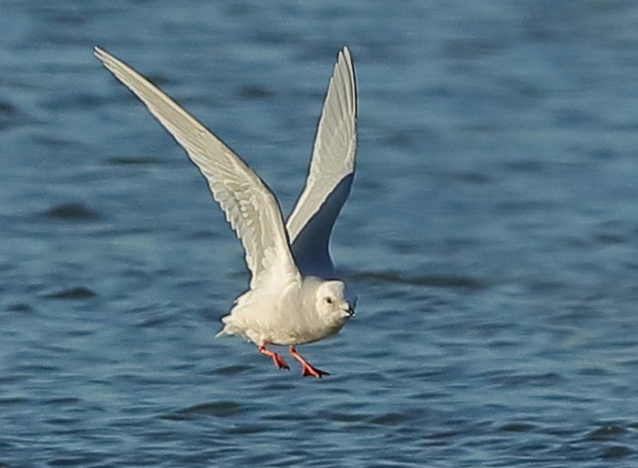 Ross's Gull