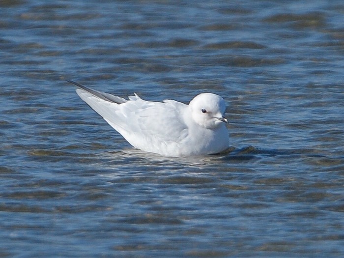 Ross's Gull
