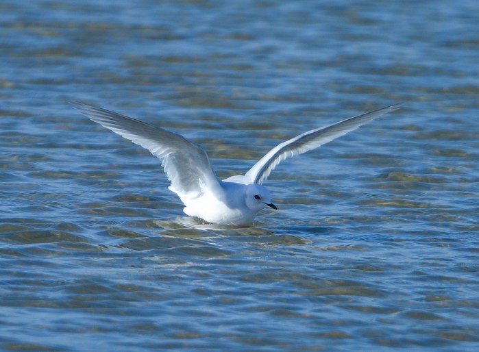 Ross's Gull