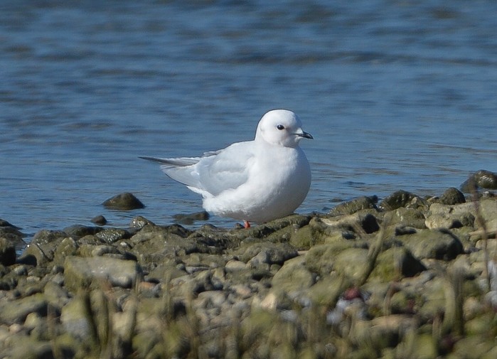 Ross's Gull