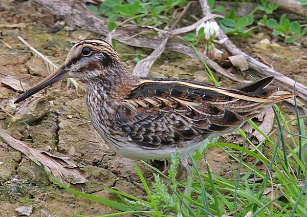 Jack Snipe